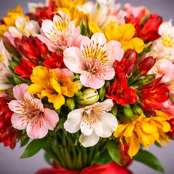 Маленький принц – букет из разноцветной альстромерии