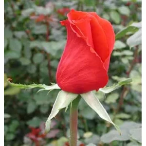 Роза "Rouge baiser"